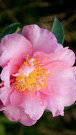 Camellia Sasanqua Jennifer Susan for sale at our London nursery where we specialise in Camellias, UK delivery