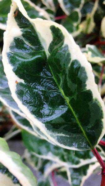 Prunus Lusitanica Variegata