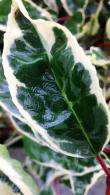 Variegated Portugal Laurel shrubs available at our London garden centre.