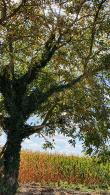 Buy Juglans Regia - English Walnut trees, a beautiful deciduous tree that bears walnuts in autumn, beautiful leaf colouration in Autumn too, buy UK.