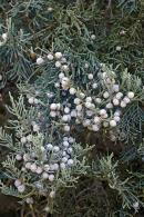 Juniper Grey Owl or Juniperus Grey Owl plants for sale online with UK delivery