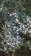 Juniper Grey Owl or Juniperus Grey Owl