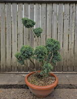 Juniperus Chinensis Blue Alps Cloud Tree 8433 - £850 Mature Specimen Japanese Maple