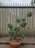Juniperus Chinensis Blue Alps Cloud Tree 8435 - £850.00 Mature Specimen Japanese Maple