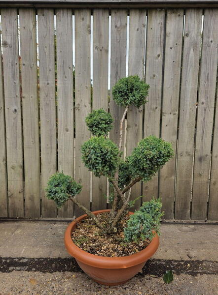 Juniperus Chinensis Blue Alps Cloud Tree 8436 - £850.00 Mature Specimen Japanese Maple
