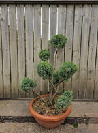 Juniperus Chinensis Blue Alps Cloud Tree 8436 - £850.00 Mature Specimen Japanese Maple