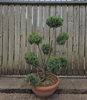  Juniperus Chinensis Blue Alps Cloud Tree 8434 - £850.00 Mature Specimen Japanese Maple