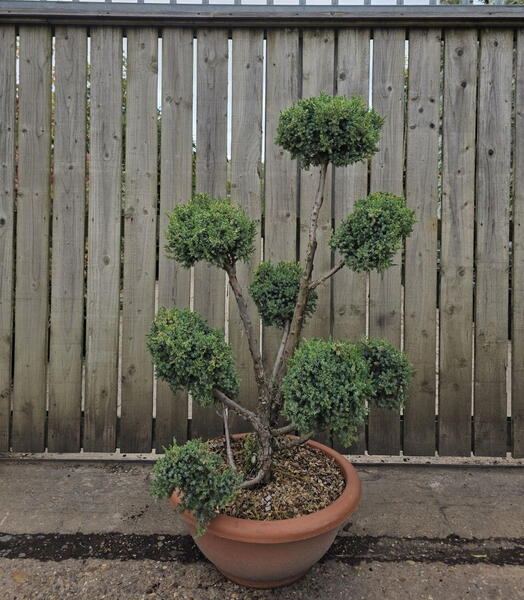  Juniperus Chinensis Blue Alps Cloud Tree 8434 - £850.00 Mature Specimen Japanese Maple