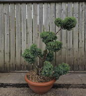 Juniperus Chinensis Blue Alps Cloud Tree 8432 - 750 Mature Specimen Japanese Maple