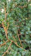 Juniperus Chinensis Blue Alps Chinese Juniper