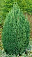 Juniperus Chinensis Pyramidalis or Chinese Juniper Pyramidalis