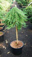 Juniperus Communis Greenmantle or Common Juniper grown as a topiary tree, for sale online UK.