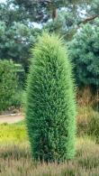 Juniperus Communis Hibernica or Irish Juniper