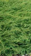 Juniperus Communis Repanda Juniper Repanda for Ground Cover