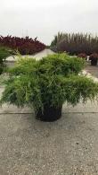 Juniperus Pfitzeriana Old Gold. Juniper Old Gold Groundcover, conifers to buy online UK delivery.