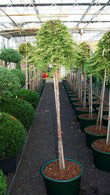 Juniperus Horizontalis Mother Lode or Creeping Juniper is for sale online at our London garden centre, UK delivery
