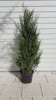 Juniper Moonglow. Juniperus Scopulorum Moonglow buy online, delivery UK