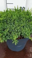 Juniperus Procumbens low growing conifers, for sale at our North London plant centre, UK delivery