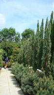 Juniperus Skyrocket, Conifer Specialists London Plant Centre, buy online UK delivery.