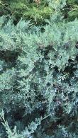 Juniperus Squamata Blue Carpet.  Blue Carpet Juniper for sale online with UK and Ireland delivery.