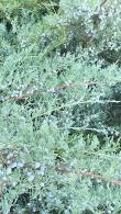 Juniperus Squamata Meyeri Flaky Juniper