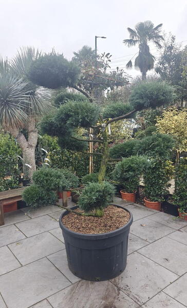 Juniperus virginiana Grey Owl Cloud Tree 8442 -£4000 