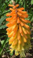 Kniphofia Uvaria. Red Hot Poker. Torch Lily for Sale Online with UK and Ireland delivery.