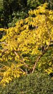 Koelreuteria Paniculata Coral Sun is a new variety of Golden Rain tree, beautiful foliage, deciduous tree, for sale online, UK delivery.