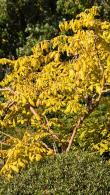 Koelreuteria Paniculata Coral Sun is a new variety of Golden Rain tree, beautiful foliage, deciduous tree, for sale online, UK delivery.