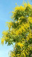 Koelreuteria Paniculata is also known as Pride of India or Golden Rain tree, pretty, flowering ornamental tree, we have quality specimens for sale online UK.