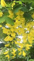 Laburnum Anagyroides is known as the Common Laburnum tree - part of our deciduous trees collection for sale online, UK delivery.