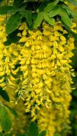 Laburnum Watereri Vossii. Voss Laburnum trees for Sale Online, great quality flowering trees at good prices with UK delivery