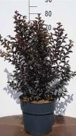 Lagerstroemia Black Diamond Best Red Crape Myrtle