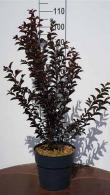 Lagerstroemia Shell Pink