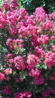 Lagerstroemia Indiya Charms Braise d’eté (Summer Embers)