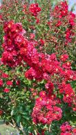 Lagerstroemia Indica Dynamite Red Flowering Crape Myrtle