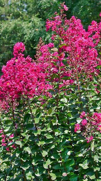 Lagerstroemia Indica Pink Velour Crepe Myrtle
