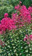 Lagerstroemia Indica Pink Velour or Crepe Myrtle Pink Velour