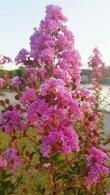 Lagerstroemia Indica Rhapsody In Pink Crepe Myrtle