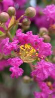 Lagerstroemia Indiya Charms Violet d’été Summer Violet Crape Myrtle
