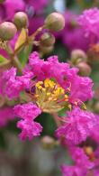 Lagerstroemia Indiya Charms Violet d’été Summer Violet Crape Myrtle