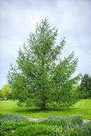Larix Kaempferi Japanese Larch Tree, a deciduous conifer producing whirls of attractive bluish-gray needles in spring turning yellowish-orange in autumn