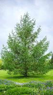 Larix Kaempferi Japanese Larch Tree, a deciduous conifer producing whirls of attractive bluish-gray needles in spring turning yellowish-orange in autumn