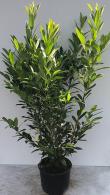 Cherry Laurel Caucasica is a particularly vigorous upright form with longer, narrower leaves & rich dark green foliage versus the mid-green of Common Laurel