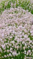 Lavandula Rosea Lavandula Angustifolia Rosea Pink Lavender