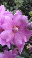 Lavatera Thuringiaca Rosea Tree Mallow