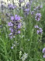 Classic lavender with fragrant purple blooms.