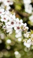 Leptospermum Scoparium Alba, White Flowering Tree Tree