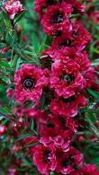 Leptospermum Scoparium Red Damask is an evergreen shrub with deep red double flowers.