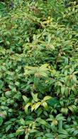 Leucothoe Lovita Doghobble Evergreen Plant for Shade